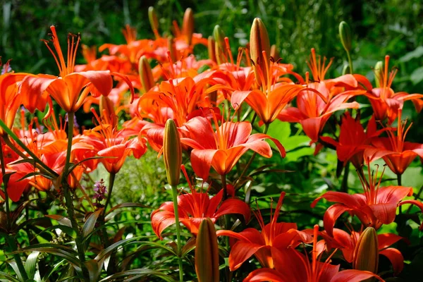 Orange Lily patch in a park