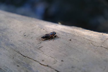 Colorado 'daki Beaver Brook Patikası' nda Ağustos Böceği