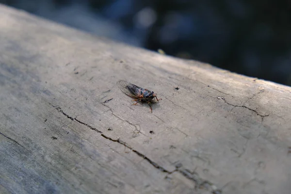 Cicada na Beaver Brook Trail v Coloradu — Stock fotografie