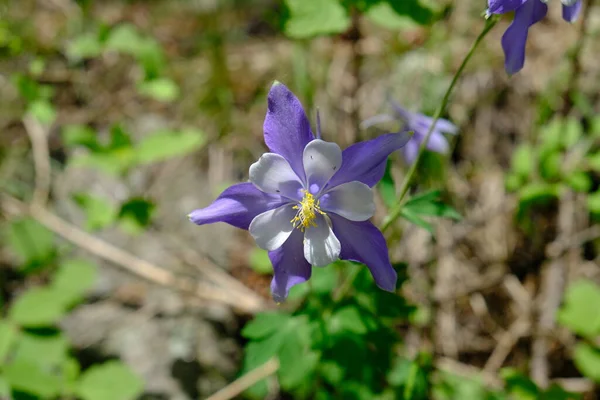 Flor roxa na trilha do castor Brook em Colorado — Fotografia de Stock