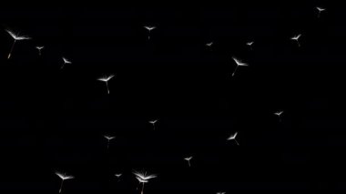 İlkbahar ve yaz aylarında, karahindiba tohumları yukarı doğru uçar, herhangi bir video sunumunu veya animasyon filmini veya sinematik klipleri veya film projesini geliştirmek için Alfa kanalı (şeffaf arkaplan) Kararı: 3840x2160 piksel 30fps QuickTime ProRes