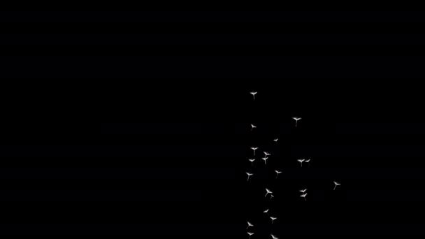 Весной Летом Семена Одуванчиков Взлетают Вверх Используют Улучшения Любого Видео — стоковое видео