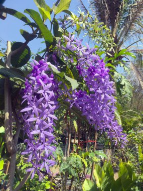 Zımpara kağıdı sarmaşığı, Queens çelengi, bahçemdeki fotoğrafta açan mor çelenk.