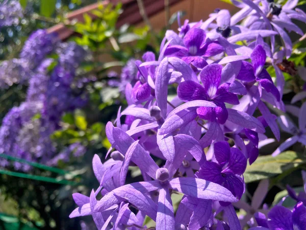 Vite Carta Vetrata Ghirlanda Regine Fiore Ghirlanda Viola Che Fiorisce — Foto Stock