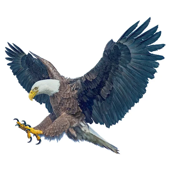 Swoop vectorafbeeldingen, illustraties en clipart | Depositphotos Swoop Vectorafbeeldingen, Illustraties En Clipart | Depositphotos