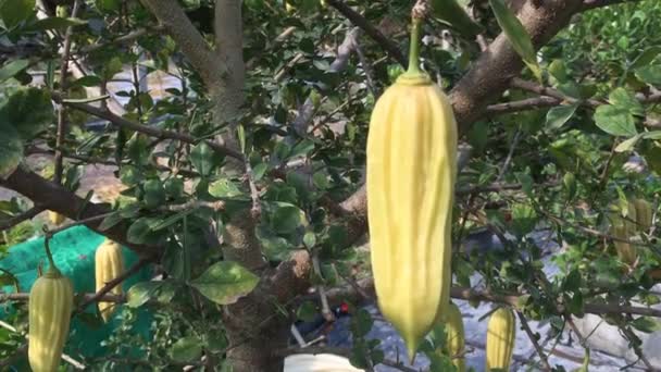 Video Cuajilote Parmentiera Aculeata Malý Strom Příležitostně Pěstované Jako Okrasné — Stock video