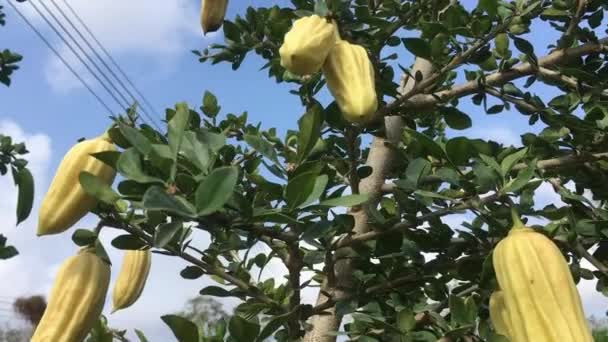 木瓜树 Parmentiera Aculeata 是一种小树 偶尔作为观赏植物种植 或因其可食的黄瓜状果实而种植 它原产于墨西哥南部和几个中美洲国家 — 图库视频影像