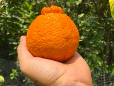 Dekopon Japon narenciye bahçesinde.