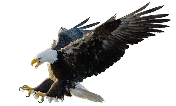 Weißkopfseeadler Landung Swoop Angriff Handzeichnung Und Farbe Auf Weißem Hintergrund — Stockfoto