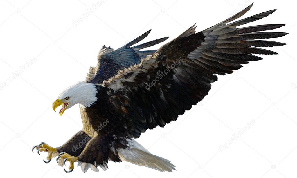 Bald eagle landing swoop attack hand draw and paint on white background illustration.