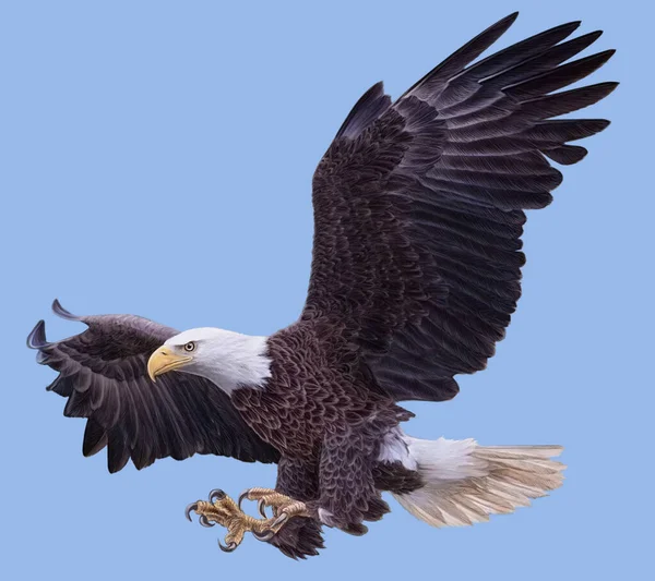 Weißkopfseeadler Soop Landung Angriff Hand Zeichnen Und Malen Auf Blauem — Stockfoto