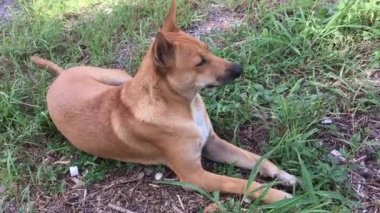 Bahçemde mutlu bir şekilde uzanan kırmızı bir köpeğin videosu..