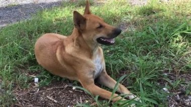 Bahçemde mutlu bir şekilde uzanan kırmızı bir köpeğin videosu..