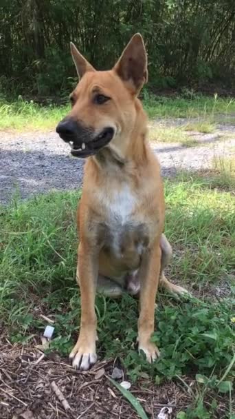 Video Perro Rojo Descansando Jardín Sonriendo Felizmente Césped Jardín — Vídeo de stock