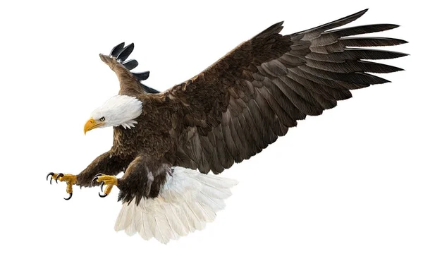 Weißkopfseeadler Fliegen Swoop Angriff Hand Zeichnen Und Farbe Auf Weißem — Stockfoto