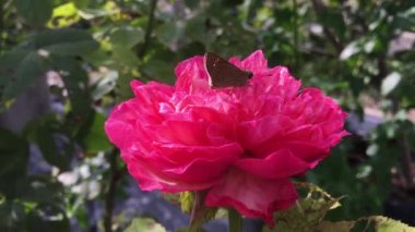 Sabahın erken saatlerinde bahçede açan güllerin poleninde oynayan küçük kelebekler..