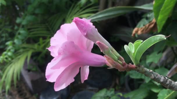 Wideo Różowymi Azaliami Kwitnącymi Ogrodzie Świcie — Wideo stockowe