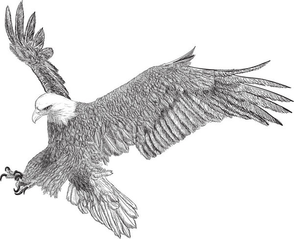 Bald eagle swoop attack hand draw sketch black line on white background vector illustration.