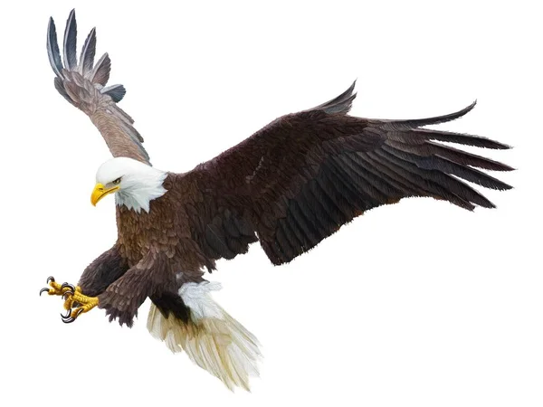 Bald Eagle Pływające Swoop Atak Strony Rysować Kolor Farby Białym — Wektor stockowy