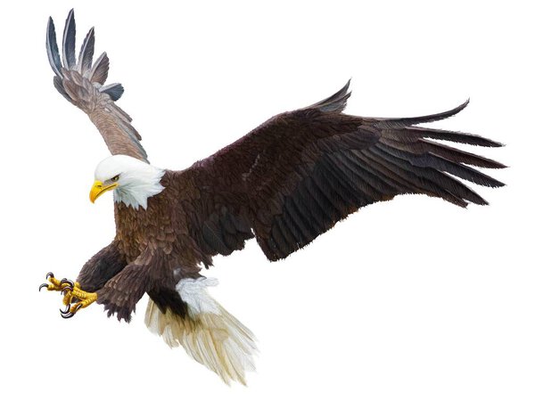 Bald eagle flying swoop attack hand draw and paint color on white background vector