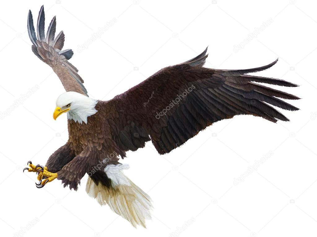 Bald eagle flying swoop attack hand draw and paint color on white background vector