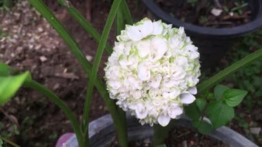 Curcuma Kartopu 'nun şafak vakti bahçede açtığı video..