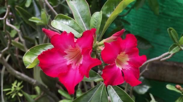 Video Azaleas Rojas Floreciendo Jardín Amanecer — Vídeos de Stock