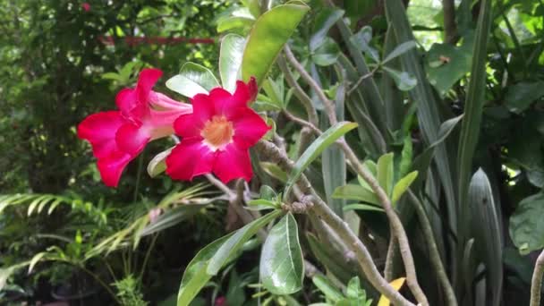 Video Red Azaleas Blooming Garden Dawn — Stock Video