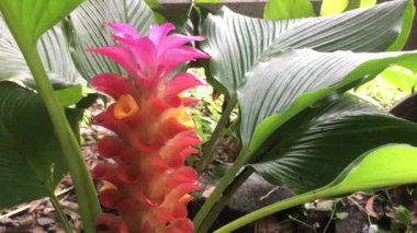 Curcuma Sessilis Gage ya da Red Siam Lale 'in şafakta bahçede açtığı görüntüler.