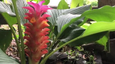 Curcuma Sessilis Gage ya da Red Siam Lale 'in şafakta bahçede açtığı görüntüler.