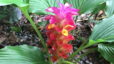 Curcuma Sessilis Gage ya da Red Siam Lale 'in şafakta bahçede açtığı görüntüler.