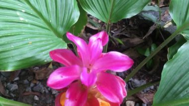 Curcuma Sessilis Gage ya da Red Siam Lale 'in şafakta bahçede açtığı görüntüler.