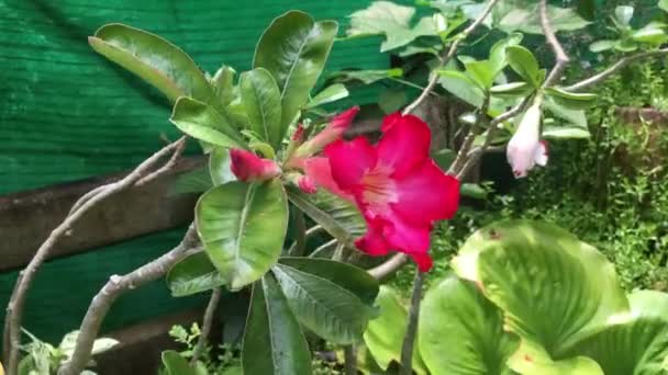 Video Von Roten Azaleen Die Morgengrauen Garten Blühen — Stockvideo