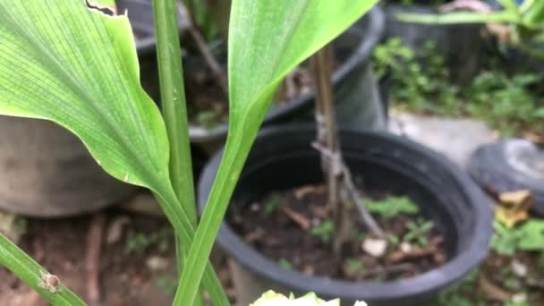 Vídeo Curcuma Snowball Florescendo Jardim Amanhecer — Vídeo de Stock