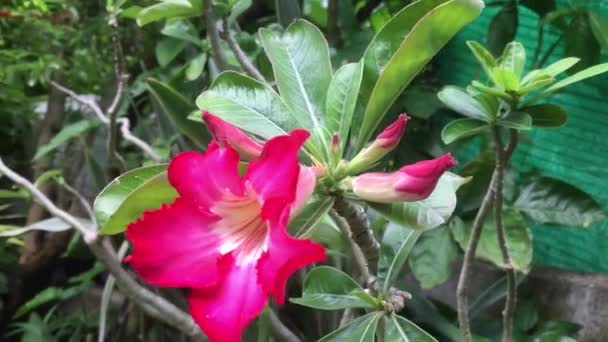 Video Red Azaleas Blooming Garden Dawn — Stock Video