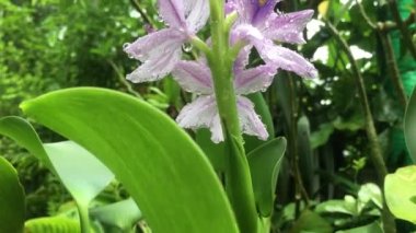 Taze yağmurdan sonra bahçede açan sümbüllerin videosu..