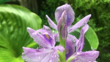 Taze yağmurdan sonra bahçede açan sümbüllerin videosu..