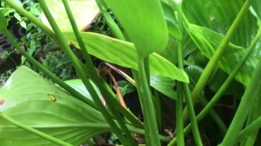 Taze yağmurdan sonra bahçede açan sümbüllerin videosu..