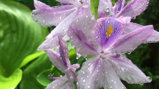 Video Jacintos Floreciendo Jardín Después Lluvia Fresca — Vídeo de stock