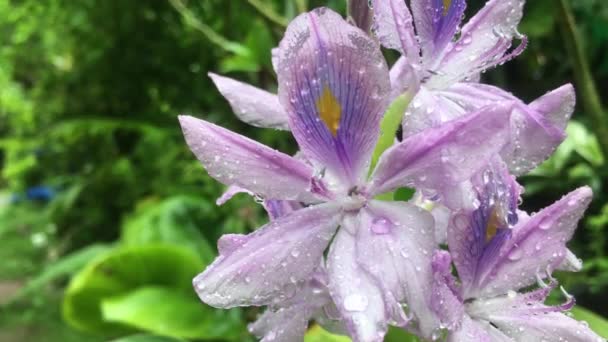 Vídeo Jacintos Florescendo Jardim Após Chuva Fresca — Vídeo de Stock