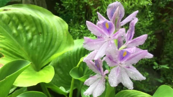 Video Von Hyazinthen Die Nach Dem Frischen Regen Garten Blühen — Stockvideo
