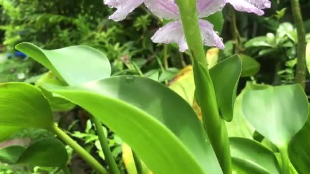 Video Jacintos Floreciendo Jardín Después Lluvia Fresca — Vídeo de stock