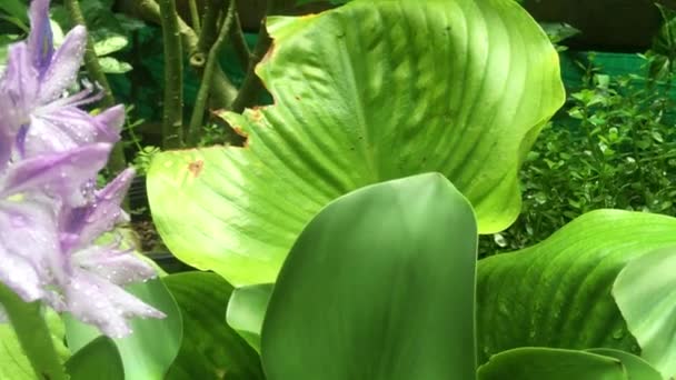 Video Jacintos Floreciendo Jardín Después Lluvia Fresca — Vídeo de stock