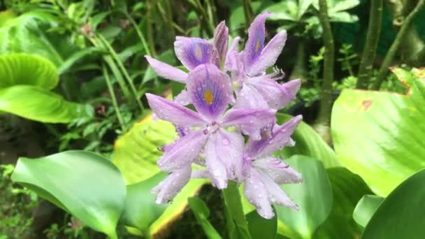 Video Hyacinths Blooming Garden Fresh Rain — Stock Video