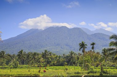 Endonezya 'daki pirinç tarlası