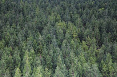 Çam ağacı tropikal