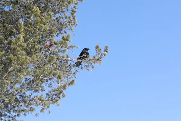 Черный ворон, сидящий на ветке кедра весной — стоковое фото