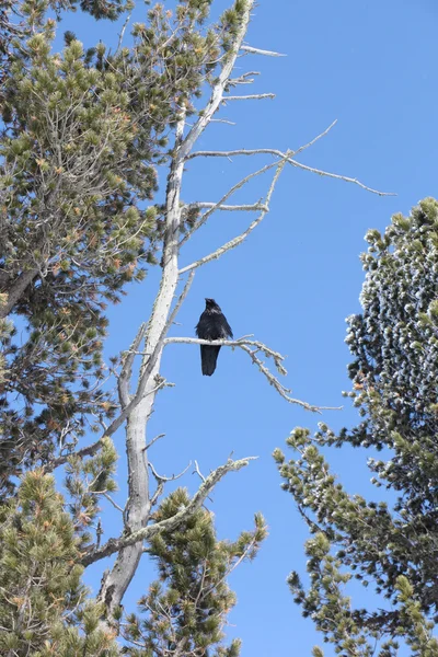 春の乾燥杉の枝に座って黒いカラス — ストック写真