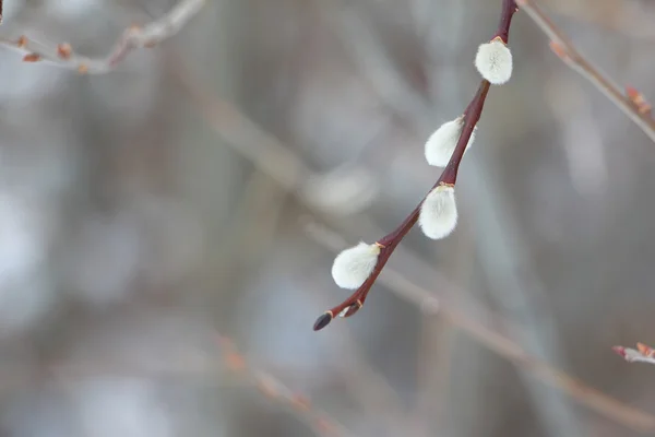 Buds of pussy willow on branch in the early spring — Stock fotografie