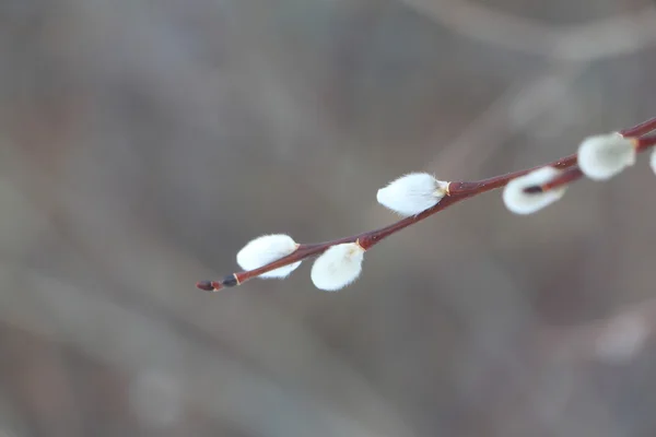 Knospen der Weide am Zweig im zeitigen Frühling — Stockfoto
